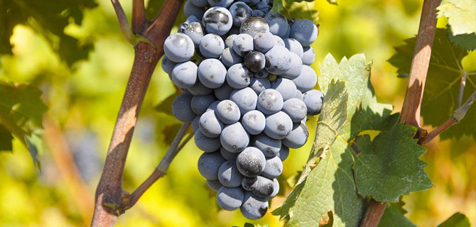 Raïm Monastrell: Calidesa i expressió mediterrània