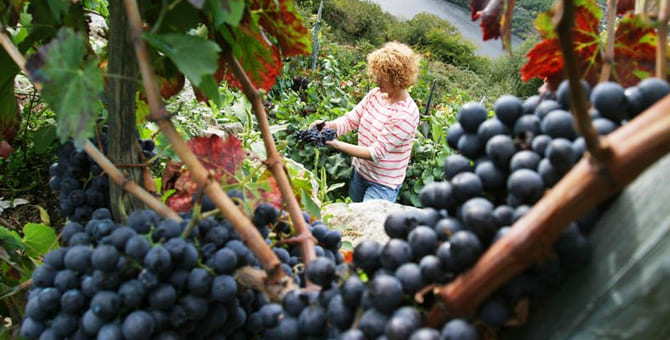 Vins amb raïm Mencía: Personalitat, frescor, caràcter