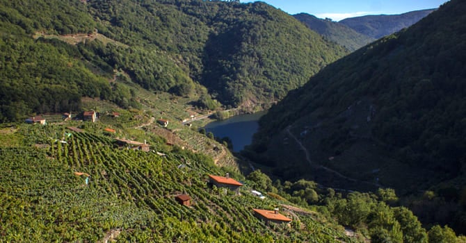 Els vins de la Ribeira Sacra, protagonistes a The New York Times