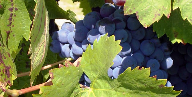 Vins amb Carinyena: Un repàs a la varietat de raïm més plantada del món