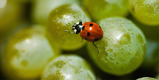 5 vins blancs ecològics que no et pots perdre
