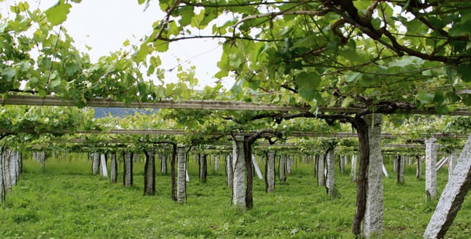 Vins gallegs: Un passeig per Galícia a través dels seus vins