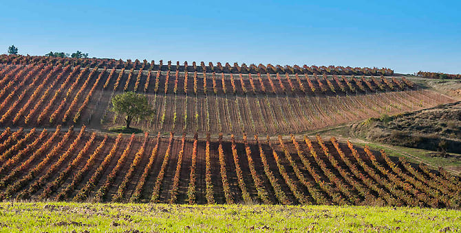 Vins de Rioja i Ribera del Duero: Semblances i diferències