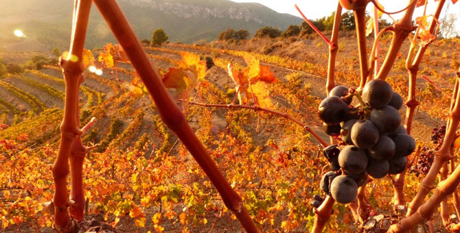 toro-priorat