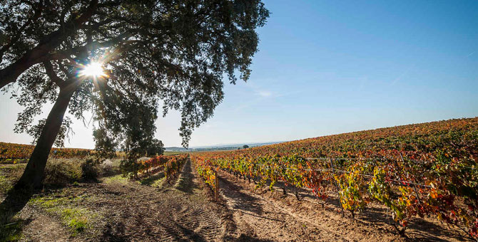 Noves puntuacions Parker per vins de la Ribera del Duero, Toro, Rueda i Castella