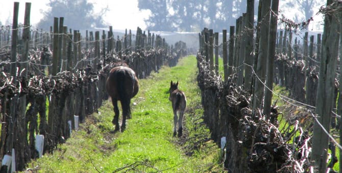 Vins ecològics i vins biodinàmics