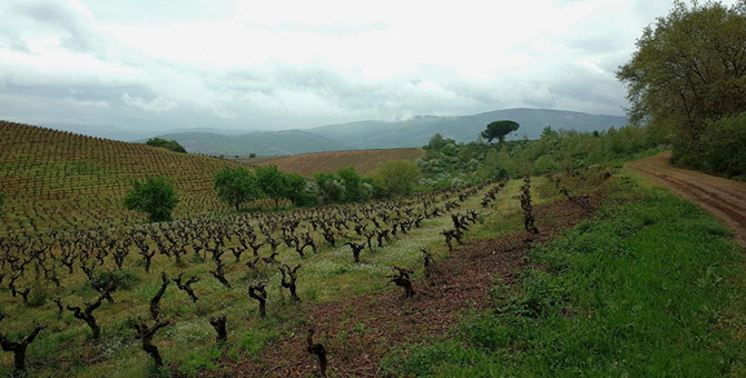 viñas-bierzo