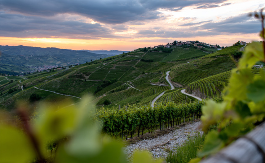 The Influence of Altitude on Wine