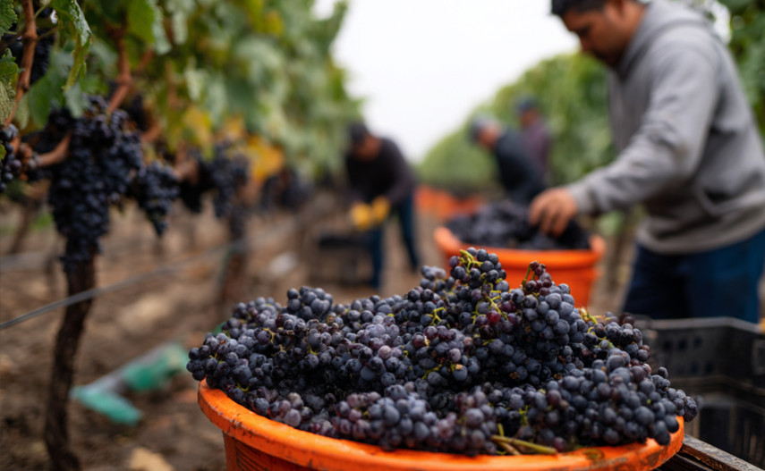It is harvest time!
