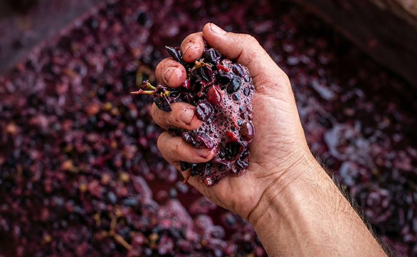 Native yeasts: the invisible DNA of wine