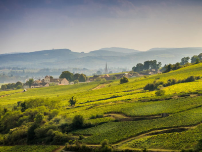 What is it about Burgundy wines that makes everyone desire them?