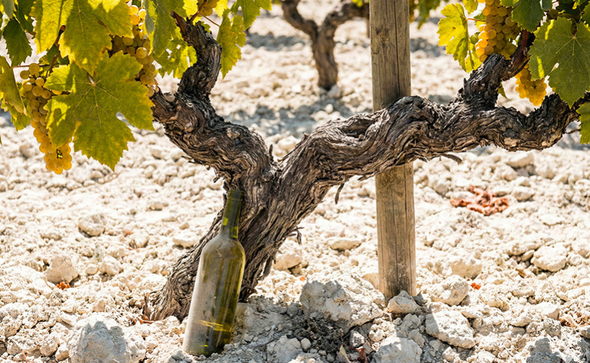 Why the Wines of Andalucía are Unique
