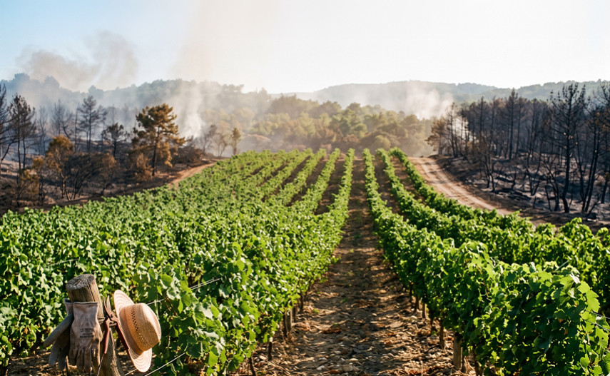 Vineyards that extinguish fires