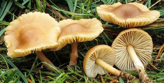 Pairing mushrooms and wine.