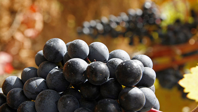 Tempranillo, the great Spanish ambassador