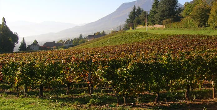 Savoy wines, French wines with an alpine character