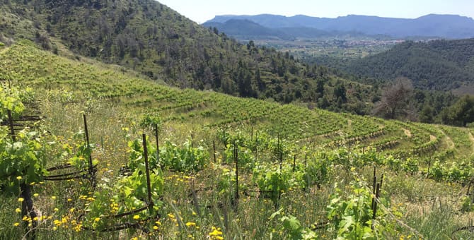 martinet05