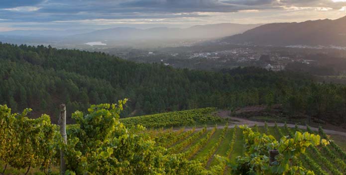 Albariño, a casta galega mais internacional