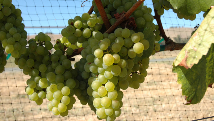 Chardonnay, de meest internationale en glamoureuze blondine