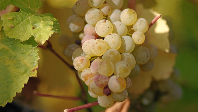 Riesling