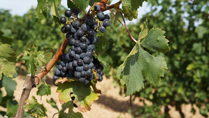 Merlot – en forførende og elegant dame