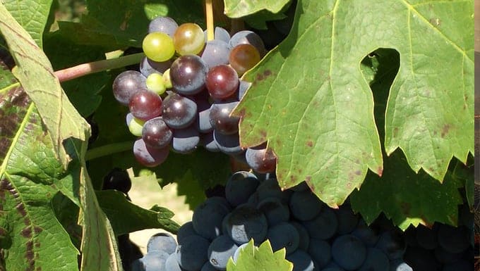 Intensely Cariñena, a variety that crosses borders