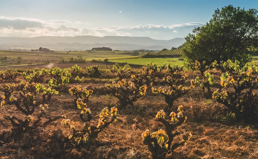 Corpinnat: the bubbles born from the heart of Penedès