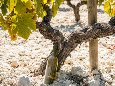 Per què els vins d'Andalusia són únics 