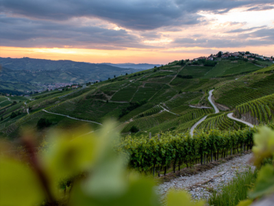 The Influence of Altitude on Wine