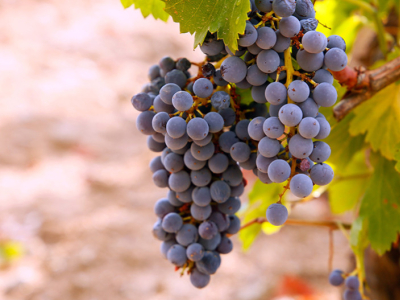 The Revival of Garnacha