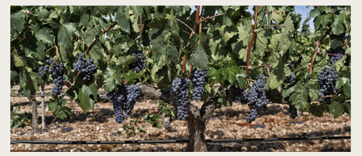 Vinos Pago de Carraovejas