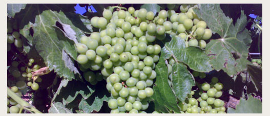 Weißwein Protos