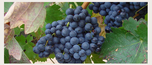 Rotwein tintos Protos