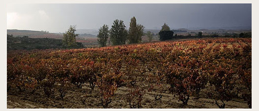Viñedos de Viña Tondonia