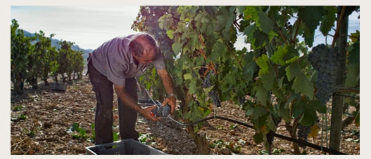 Bodegas de Pago de Carraovejas