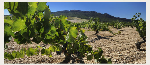 Juan Gil - vinos y bodegas