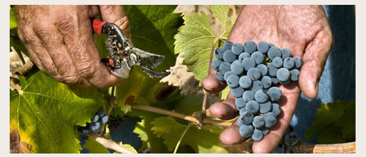 Vinos Juan Gil