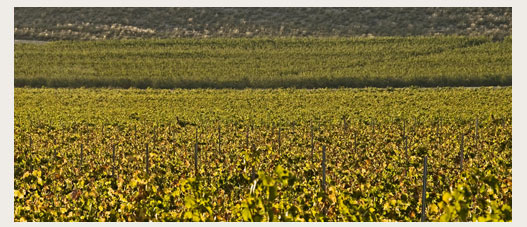 Juan Gil paisaje del campo