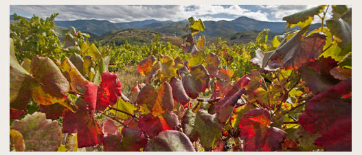 Vinos con DO del Bierzo