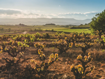 Corpinnat : les bulles qui naissent au cœur du Penedès