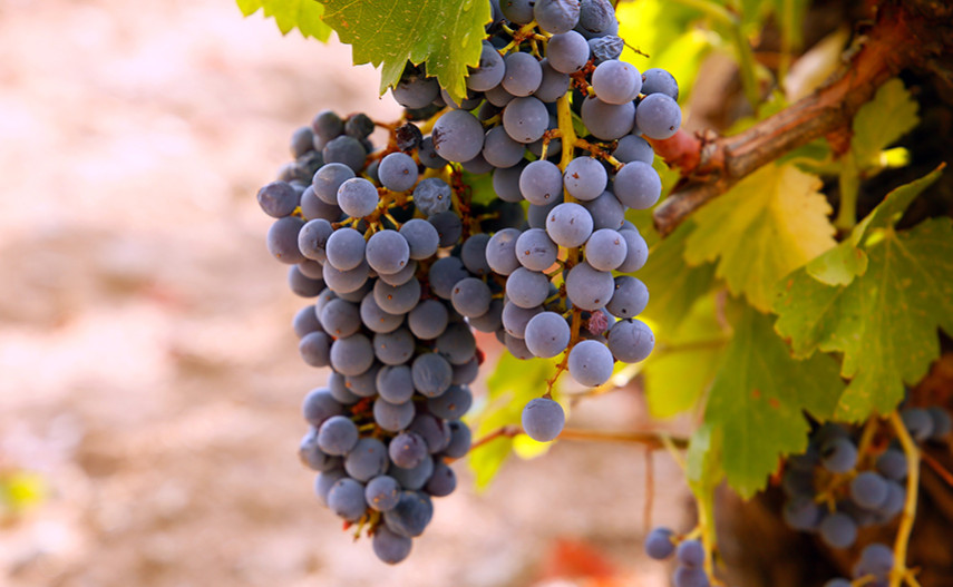 The Revival of Garnacha