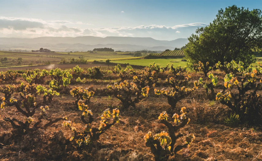 Corpinnat: the bubbles born from the heart of Penedès