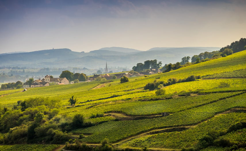 What is it about Burgundy wines that makes everyone desire them?